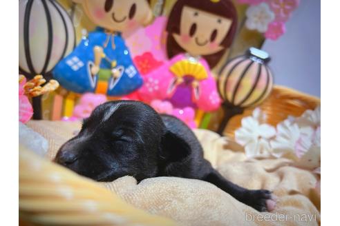 成約済の千葉県のイタリアングレーハウンド(イタグレ)-169539の2枚目