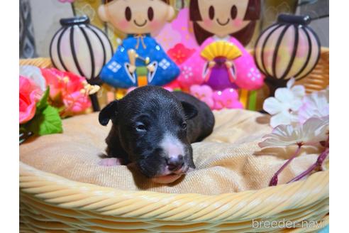 成約済の千葉県のイタリアングレーハウンド(イタグレ)-169538の2枚目