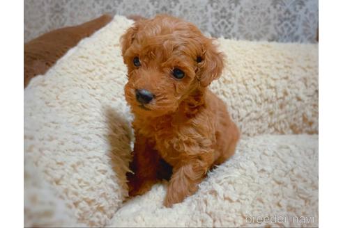 成約済の千葉県のトイプードル-166415の1枚目