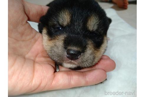 成約済の北海道の柴犬-171297の7枚目