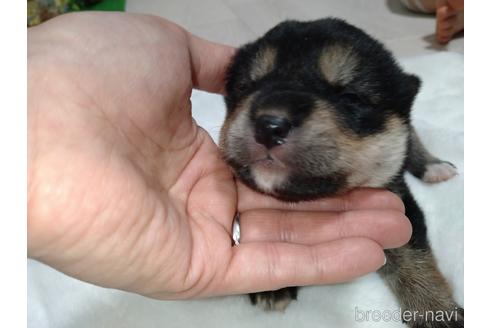 成約済の北海道の柴犬-171297の4枚目