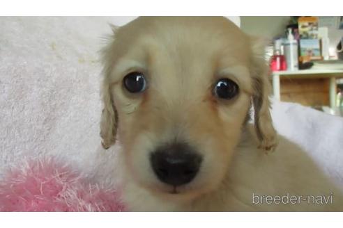 成約済の茨城県のミニチュアダックスフンド(ロングヘアード)-171300の1枚目