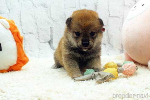 成約済の栃木県の柴犬-171304の3枚目