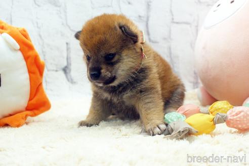 成約済の栃木県の柴犬-171304の2枚目
