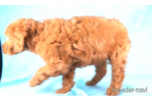 成約済の千葉県のトイプードル-171326の2枚目