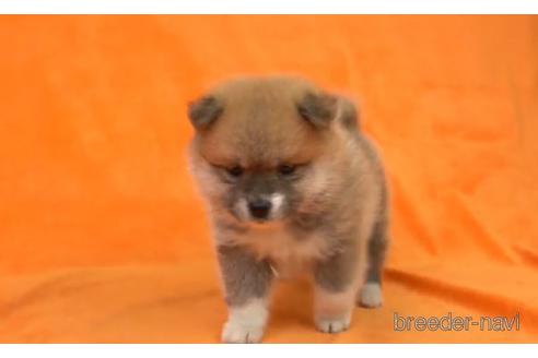 成約済の千葉県のミックス犬-171330
