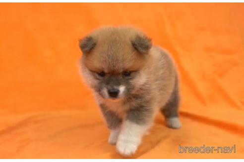 成約済の千葉県のミックス犬-171330の2枚目