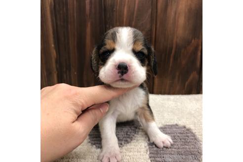 成約済の愛知県のビーグル-171333の1枚目