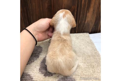 成約済の愛知県のビーグル-171333の4枚目