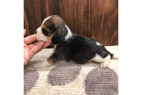 成約済の愛知県のビーグル-171333の5枚目