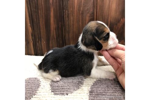 成約済の愛知県のビーグル-171333の3枚目