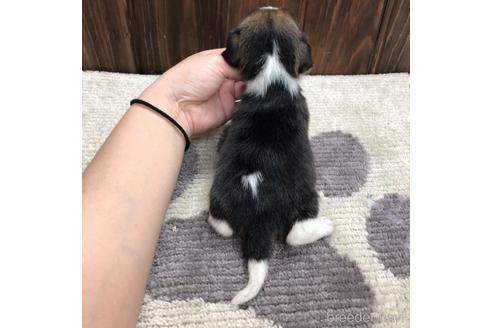 成約済の愛知県のビーグル-171333の2枚目