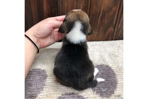 成約済の愛知県のビーグル-171335の2枚目