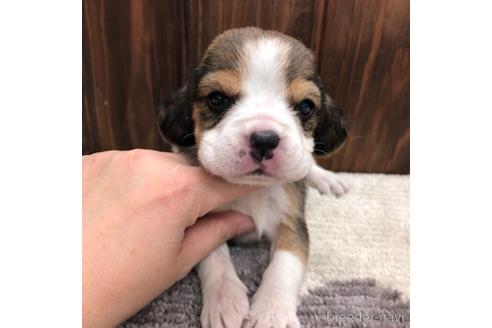 成約済の愛知県のビーグル-171335の1枚目