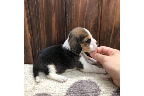 成約済の愛知県のビーグル-171335の4枚目