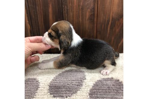 成約済の愛知県のビーグル-171335の3枚目
