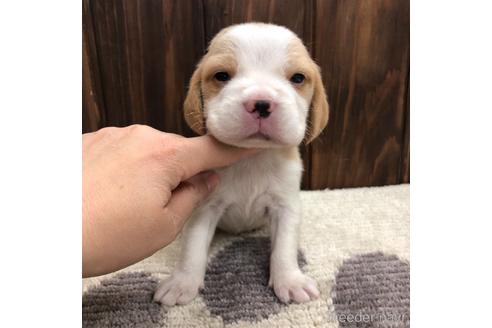 成約済の愛知県のビーグル-171339