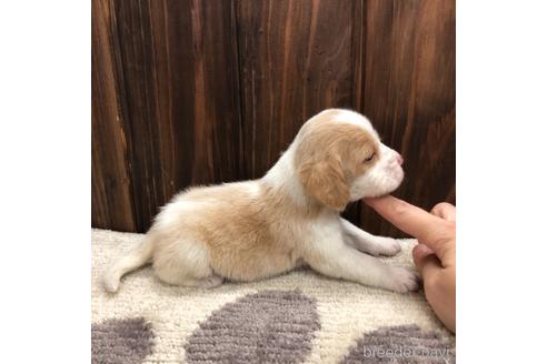 成約済の愛知県のビーグル-171340の4枚目