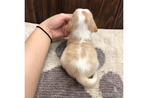 成約済の愛知県のビーグル-171340の2枚目