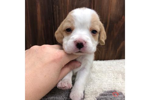 成約済の愛知県のビーグル-171340