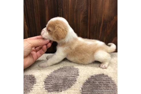 成約済の愛知県のビーグル-171340の3枚目