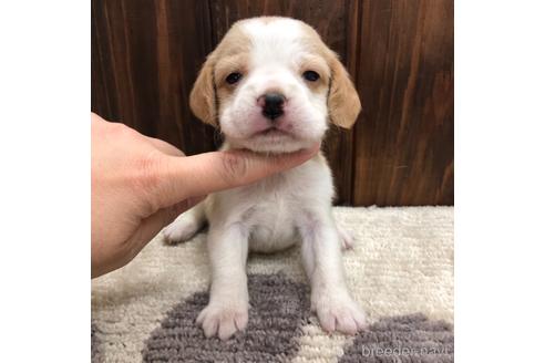 成約済の愛知県のビーグル-171341