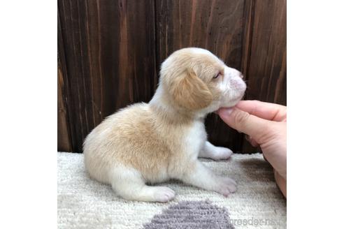 成約済の愛知県のビーグル-171341の2枚目