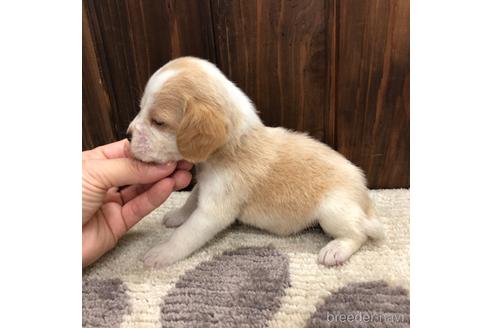 成約済の愛知県のビーグル-171341の4枚目