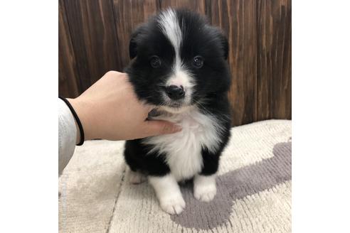 成約済の愛知県のボーダーコリー-169252