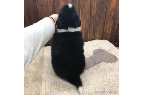 成約済の愛知県のボーダーコリー-169252の2枚目