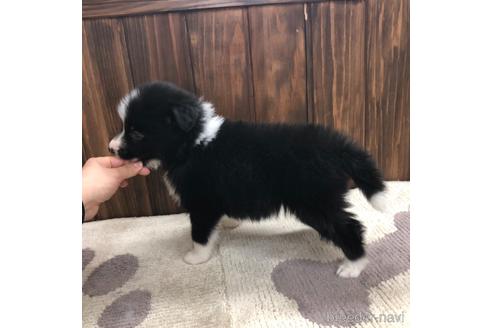 成約済の愛知県のボーダーコリー-169252の3枚目