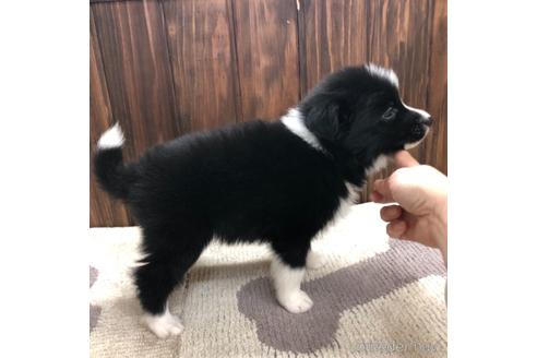 成約済の愛知県のボーダーコリー-169252の4枚目