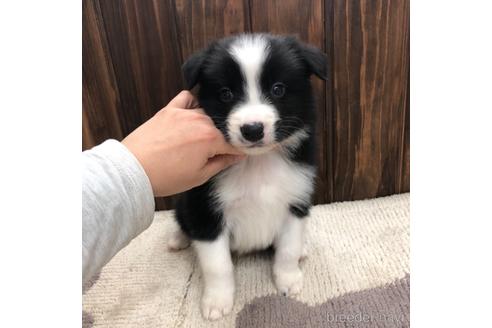 成約済の愛知県のボーダーコリー-169253の3枚目