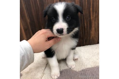 成約済の愛知県のボーダーコリー-169253の1枚目