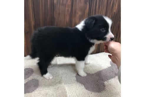 成約済の愛知県のボーダーコリー-169253の2枚目