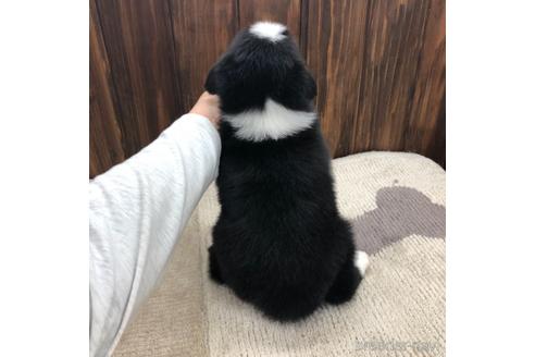 成約済の愛知県のボーダーコリー-169253の4枚目