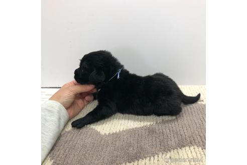 成約済の愛知県のラブラドールレトリーバー-171344の2枚目