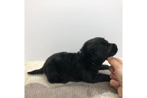 成約済の愛知県のラブラドールレトリーバー-171344の3枚目