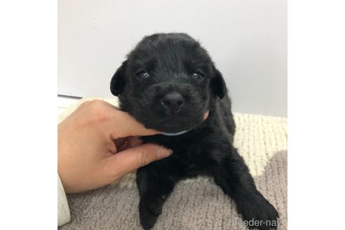 成約済の愛知県のラブラドールレトリーバー-171344