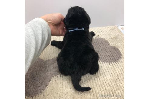 成約済の愛知県のラブラドールレトリーバー-171344の4枚目