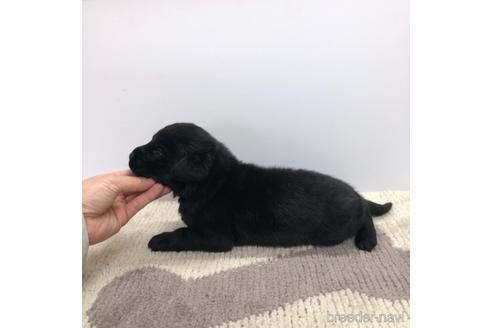 成約済の愛知県のラブラドールレトリーバー-171345の3枚目