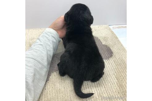 成約済の愛知県のラブラドールレトリーバー-171345の4枚目