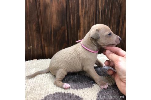 成約済の愛知県のイタリアングレーハウンド(イタグレ)-171347の2枚目