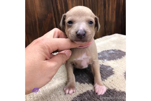 成約済の愛知県のイタリアングレーハウンド(イタグレ)-171347の1枚目