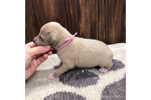 成約済の愛知県のイタリアングレーハウンド(イタグレ)-171347の4枚目