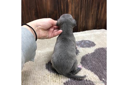 成約済の愛知県のイタリアングレーハウンド(イタグレ)-171348の3枚目