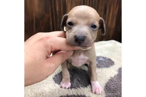 成約済の愛知県のイタリアングレーハウンド(イタグレ)-171350の1枚目