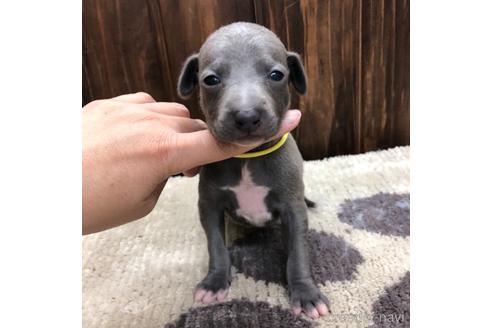 成約済の愛知県のイタリアングレーハウンド(イタグレ)-171351の1枚目