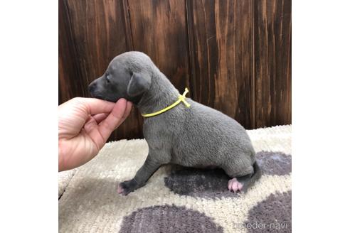 成約済の愛知県のイタリアングレーハウンド(イタグレ)-171351の2枚目