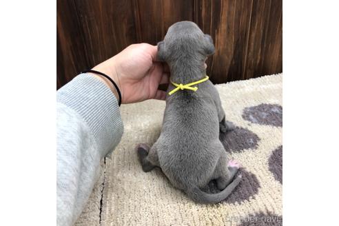 成約済の愛知県のイタリアングレーハウンド(イタグレ)-171351の3枚目